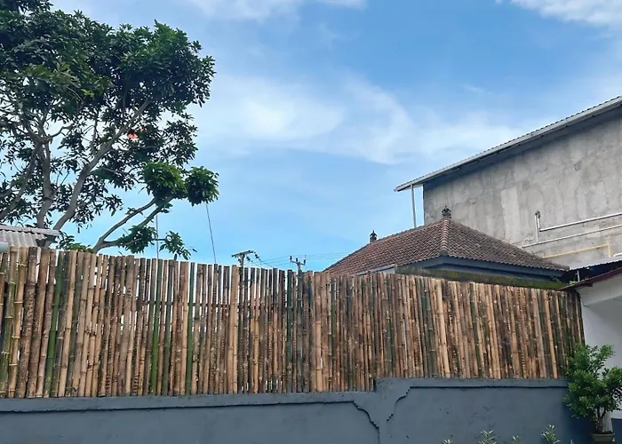 Tree Mango 2